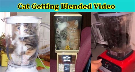 cat getting blended real video.